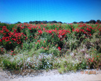 ababoles-5cm ababoles-5cm